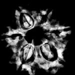 Collector 6 Mukhi Rudraksha Nepal (25.94Mm) 2