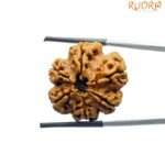Collector-6-Mukhi-Rudraksha-Nepal-25.94Mm-Bp-C.jpg