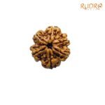 Collector-6-Mukhi-Rudraksha-Nepal-25.94MM-FP-C.jpg