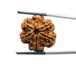 Collector-6-Mukhi-Rudraksha-Nepal-