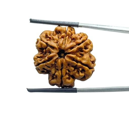 Collector-6-Mukhi-Rudraksha-Nepal-