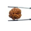 Collector 6 Mukhi Rudraksha Nepal (26.55Mm) 32 Collector-6-Mukhi-Rudraksha-Nepal-26.55Mm-
