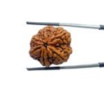 Collector-6-Mukhi-Rudraksha-Nepal-26.55MM-