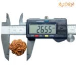 Collector-6-Mukhi-Rudraksha-Nepal-26.55Mm