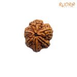 Collector-6-Mukhi-Rudraksha-Nepal-26.55MM-