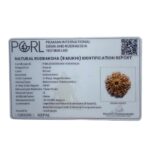 Collector 8 Mukhi Rudraksha Nepal - (25.03 MM) certi