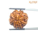 Collector-Ashta-Mukhi-Nepal-Rudraksha-24.56-MM-Rudrapuja