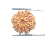 Collector-Ashta-Mukhi-Nepal-Rudraksha-24.56-MM-Rudrapuja
