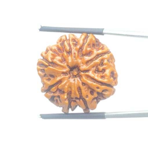 Collector-Ashta-Mukhi-Nepal-Rudraksha-24.56-MM-Rudrapuja