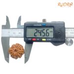 Collector-Ashta-Mukhi-Nepal-Rudraksha-24.56-MM-Rudrapuja