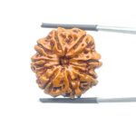 Collector-Ashta-Mukhi-Nepal-Rudraksha-24.56-MM-Rudrapuja