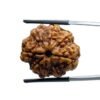 Collector Ashta Mukhi Nepal Rudraksha - (25.10 Mm)