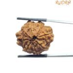 Collector Ashta Mukhi Nepal Rudraksha - (25.10 Mm)