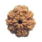Collector Ashta Mukhi Nepal Rudraksha - (25.10 Mm)