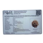 Collector Ashta Mukhi Nepal Rudraksha - (25.10 MM)