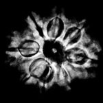 Collector Ashta Mukhi Nepal Rudraksha - (25.10 Mm) X-Ray