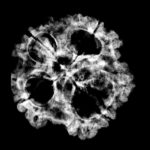 Collector Four Face Rudraksha Nepal - (25.93 MM )