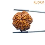 Collector Four Face Rudraksha Nepal - (25.93 MM )