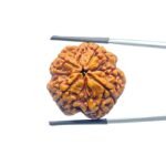 Collector Four Face Rudraksha Nepal - (25.93 MM )