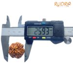 Collector Four Face Rudraksha Nepal - (25.93 MM )