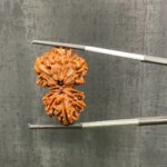 Collector Gaurishankar Rudraksha (32.45 Mm)
