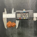 Collector Gaurishankar Rudraksha (32.45 Mm)