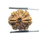 Collector Original 8 Mukhi Rudraksha Nepal - (25.00 MM)