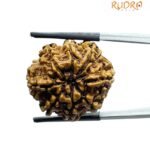 Collector Original 8 Mukhi Rudraksha Nepal - (25.00 MM)