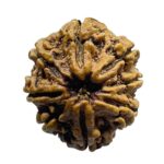 Collector Original 8 Mukhi Rudraksha Nepal - (25.00 Mm)