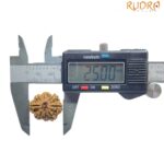 Collector Original 8 Mukhi Rudraksha Nepal - (25.00 Mm)