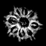 Collector Original 8 Mukhi Rudraksha Nepal - (25.00 Mm) X-Ray