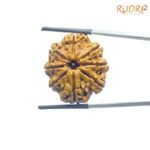 Collector Original 8 Mukhi Rudraksha Nepal - (26.80 mm )