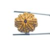 Collector Original 8 Mukhi Rudraksha Nepal - (26.80 Mm )