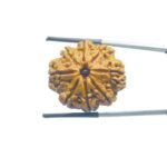 Collector Original 8 Mukhi Rudraksha Nepal - (26.80 mm )