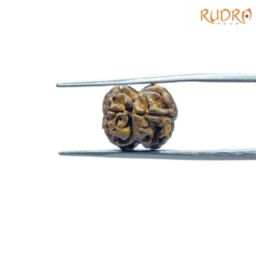 Dwi-Mukhi-Rudraksha-Nepal-17.86-mm-BP-C.jpg