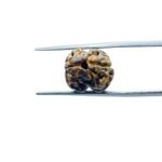 Dwi-Mukhi-Rudraksha-Nepal-17.86-mm-MP-C.jpg