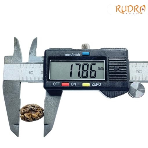 Dwi-Mukhi-Rudraksha-Nepal-17.86-mm-OP-C.jpg