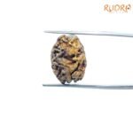 Dwi-Mukhi-Rudraksha-Nepal-17.86-Mmsp-C.jpg