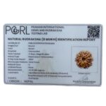 Eight Face Rudraksha Nepal - ( 24.56 MM )certi