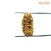 Ek-Mukhi-Rudraksha-Small-23.00-Mm-Fp-C.jpg