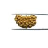 Ek-Mukhi-Rudraksha-Small-23.00-Mm-Mp-C.jpg