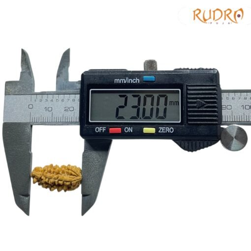Ek-Mukhi-Rudraksha-Small-23.00-MM-OP-C.jpg