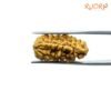 Ek-Mukhi-Rudraksha-Small-23.00-Mm-Rp-C.jpg