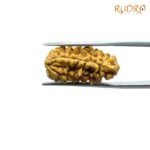 Ek-Mukhi-Rudraksha-Small-23.00-Mm-Rp-C.jpg