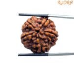 Five Mukhi Collector Rudraksha 24.37 Mm