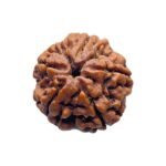 Five Mukhi Collector Rudraksha 24.37 MM
