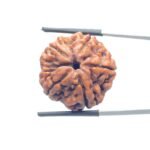 Five Mukhi Collector Rudraksha 24.37 MM