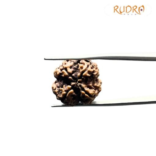 Four Face Rudraksha Nepal - (22.25 MM )