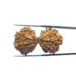 GAURISHANKAR RUDRAKSHA 35.35 MM