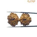 GAURISHANKAR RUDRAKSHA 35.35 MM